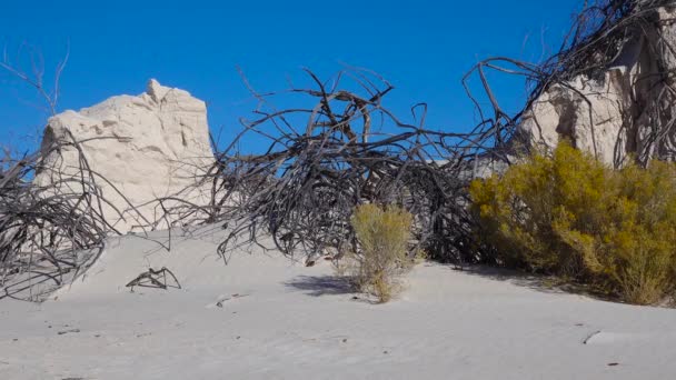 Сухі Пустельні Рослини Білих Гіпсових Пісках White Sands National Monument — стокове відео