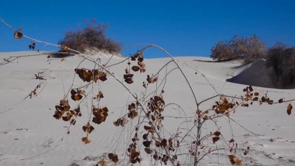 Suché Pouštní Rostliny Bílém Sádrovcovém Písku Národní Památka Bílé Písky — Stock video