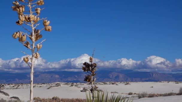 Yucca Plant Yucca Elata Και Παντελόνι Της Ερήμου Αμμόλοφο Στο — Αρχείο Βίντεο