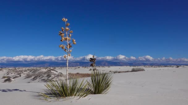 白い石膏の砂の上に乾燥砂漠の植物 ニューメキシコ州 アメリカのホワイトサンズ国定公園 — ストック動画