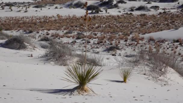 Beyaz Kumlar Ulusal Anıtı Nda Yucca Bitkisi Yucca Elata Çöl — Stok video