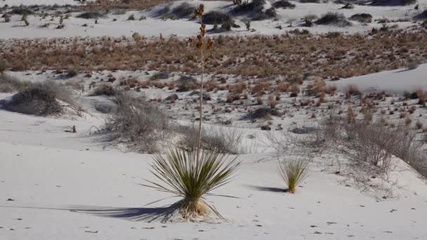 Yucca Plant Yucca Elata Pustynne Spodnie Wydmie White Sands National — Wideo stockowe