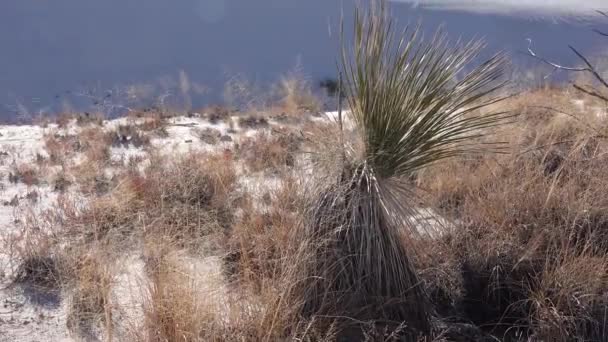 Юкка Плант Yucca Elata Пустынные Штаны Дюне Национальном Памятнике Белые — стоковое видео