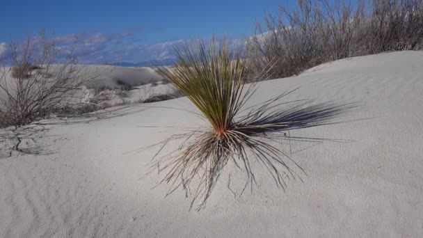 白沙国家纪念碑沙丘上的尤卡植物 Yucca Elata 和沙漠裤子 新墨西哥州Usa — 图库视频影像