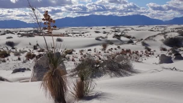 Yucca Plant Yucca Elata Pouštní Kalhoty Písečné Duně White Sands — Stock video