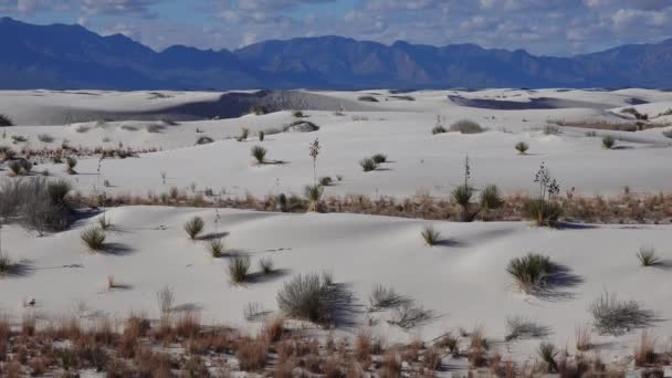 Yucca Plant Yucca Elata Och Öken Byxor Sanddynen Vid White — Stockvideo