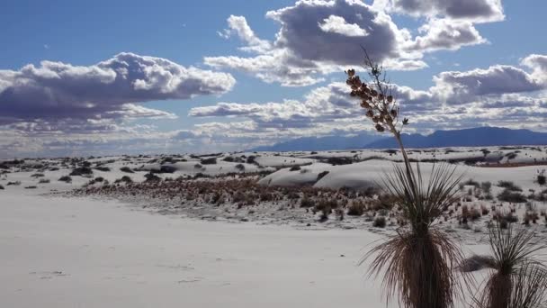 Yucca Plant Yucca Elata Pouštní Kalhoty Písečné Duně White Sands — Stock video