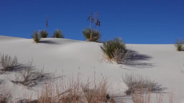 Yucca Plant Yucca Elata Desert Pants Sand Dune White Sands — Stock Video