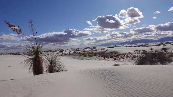 Yucca Plant Yucca Elata Calças Deserto Sand Dune White Sands — Vídeo de Stock