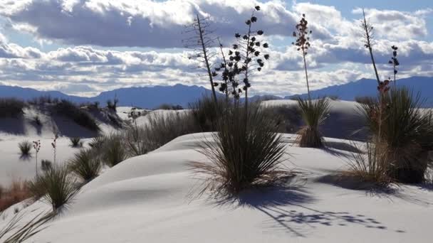 Yucca Plant Yucca Elata Pustynne Spodnie Wydmie White Sands National — Wideo stockowe