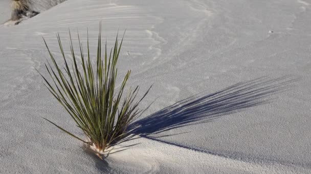 白沙国家纪念碑沙丘上的尤卡植物 Yucca Elata 和沙漠裤子 新墨西哥州Usa — 图库视频影像