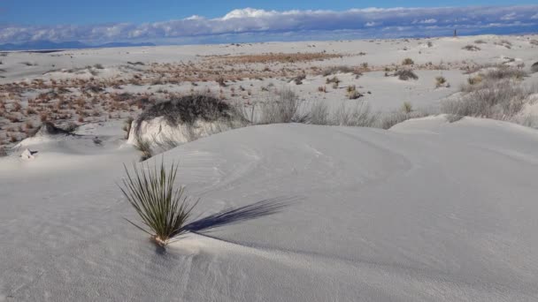 Yucca Plant Yucca Elata Pouštní Kalhoty Písečné Duně White Sands — Stock video