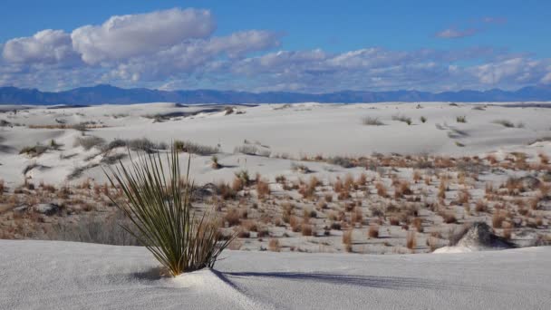 Yucca Plant Yucca Elata Pustynne Spodnie Wydmie White Sands National — Wideo stockowe