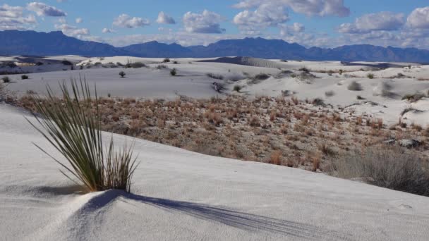 ユッカ工場 ユッカ エラタ とホワイト サンズ国定公園の砂丘にある砂漠のパンツ ニューメキシコ州 アメリカ — ストック動画