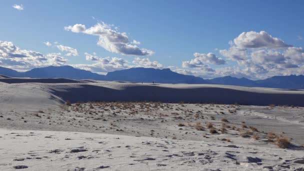 Ξηρά Φυτά Ερήμου Λευκή Γύψινη Άμμο White Sands Εθνικό Μνημείο — Αρχείο Βίντεο