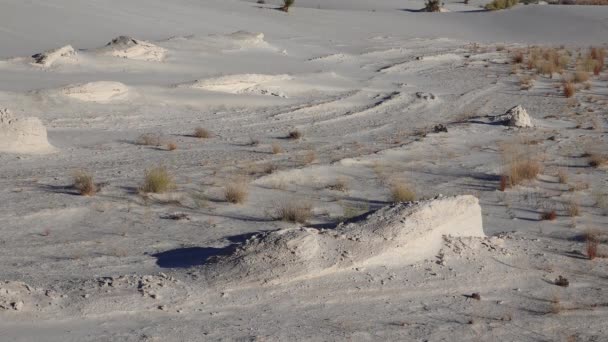 Suche Rośliny Pustynne Białych Piaskach Gipsowych Pomnik Narodowy White Sands — Wideo stockowe