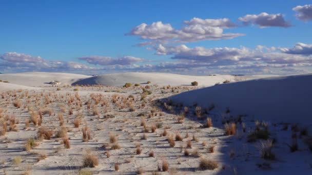 Beyaz Alçıtaşı Kumlarında Kuru Çöl Bitkileri New Mexico Daki White — Stok video