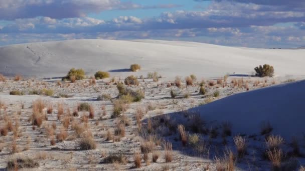 Сухие Пустынные Растения Белых Гипсовых Песках Национальный Памятник Уайт Сэндс — стоковое видео