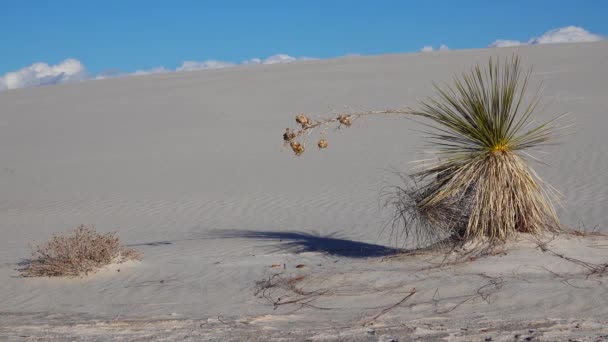 Torra Ökenväxter Vit Gipsand White Sands National Monument New Mexico — Stockvideo