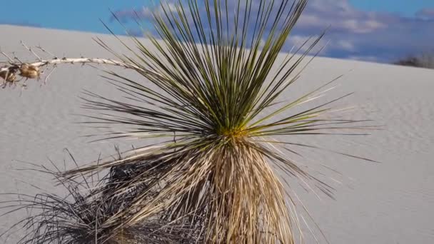 Planta Yucca Yucca Elata Pantalones Desierto Duna Arena Monumento Nacional — Vídeos de Stock