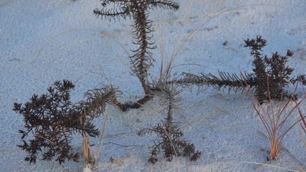 Suche Rośliny Pustynne Białych Piaskach Gipsowych Pomnik Narodowy White Sands — Wideo stockowe