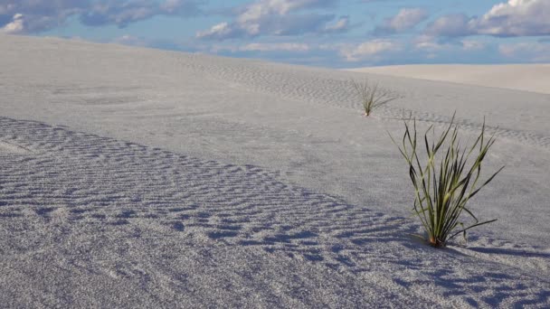 Yucca Plant Yucca Elata Woestijnbroek Sand Dune Bij White Sands — Stockvideo
