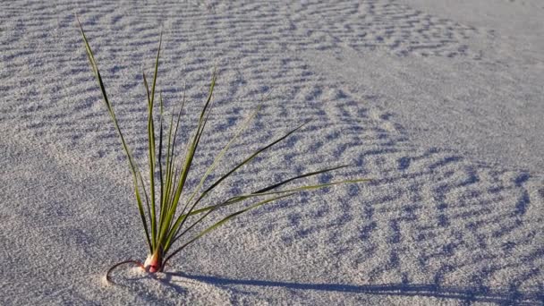 白沙国家纪念碑沙丘上的尤卡植物 Yucca Elata 和沙漠裤子 新墨西哥州Usa — 图库视频影像