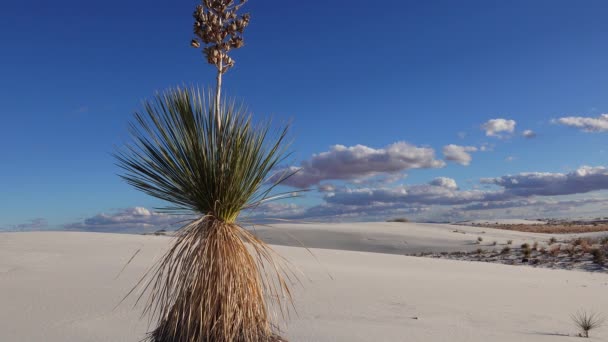 Yucca Plant Yucca Elata Και Παντελόνι Της Ερήμου Αμμόλοφο Στο — Αρχείο Βίντεο