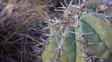 Batı ve Güneybatı Usa 'nın kaktüsleri. Kartal pençesi, Türk kafası, şeytan kafası (Echinocactus yatay). New Mexico