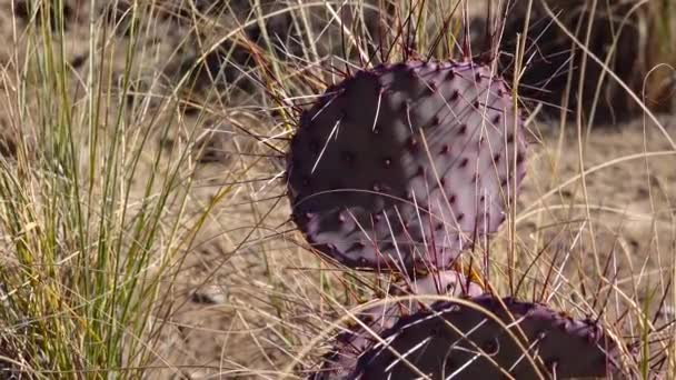 亚利桑那州沙漠里的Cacti 紫色多刺梨子 黑色脊椎多刺梨子 大瞳孔 — 图库视频影像