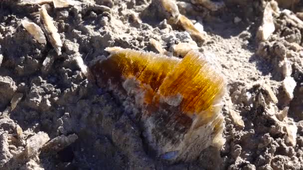 位于亚利桑那州靠近盐湖城的沙漠和新墨西哥州边界的白沙国家公园的粘土中的巨大石英砂晶体 — 图库视频影像