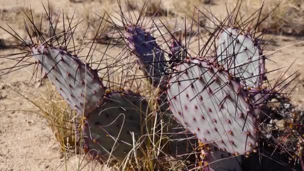 Kaktusy Poušti Arizona Fialová Pichlavá Hruška Hruška Černá Opuntia Macrocentra — Stock video