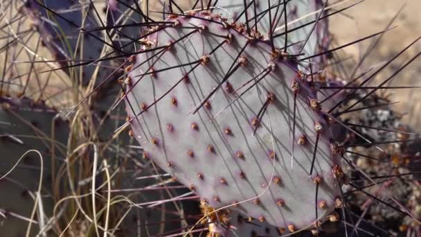 Kaktusar Arizonaöknen Lila Taggig Päron Svart Ryggrad Taggig Päron Opuntia — Stockvideo