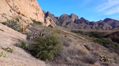 Yucca ve Cacti Arizona, ABD 'deki Kızıl Kayalıklar Dağı manzarasında.