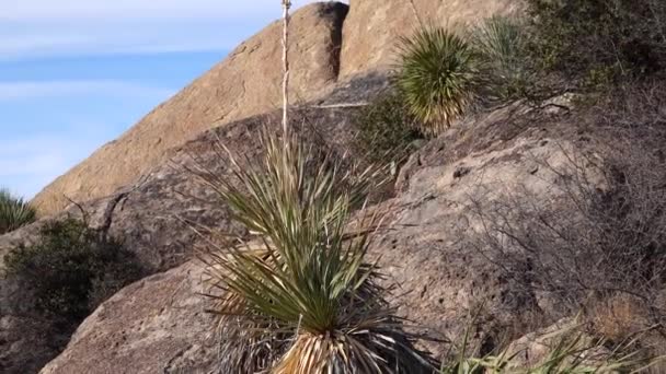 Yucca Cacti Paisaje Montañoso Los Acantilados Rojos Arizona — Vídeos de Stock