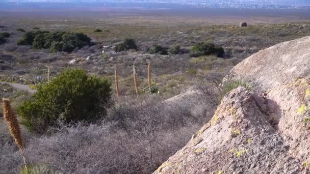 Yucca Och Kaktusar Ett Red Cliffs Mountain Landskap Arizona Usa — Stockvideo