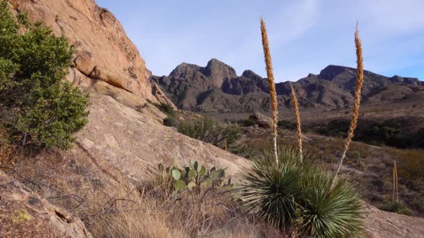 Yucca Cacti Arizona Abd Deki Kızıl Kayalıklar Dağı Manzarasında — Stok video