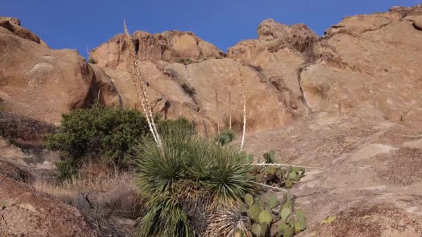 Yucca Cacti Uma Paisagem Montanha Penhascos Vermelhos Arizona Eua — Vídeo de Stock