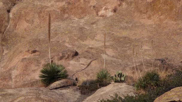 Yucca Och Kaktusar Ett Red Cliffs Mountain Landskap Arizona Usa — Stockvideo