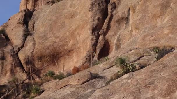 米国アリゾナ州の赤い崖の山の風景の中のユッカとサボテン — ストック動画