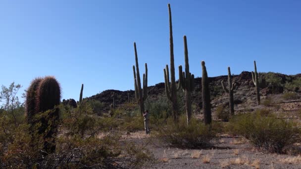 Typowa Sceneria Parku Narodowym Organów Kaktusowych Rurami Organów Roślinami Saguaro — Wideo stockowe