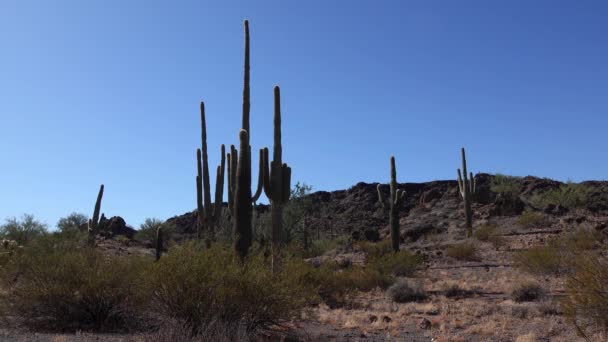 Three Giant Saguaros Carnegiea Gigantea Hewitt Canyon Phoenix Organ Pipe — Stock Video