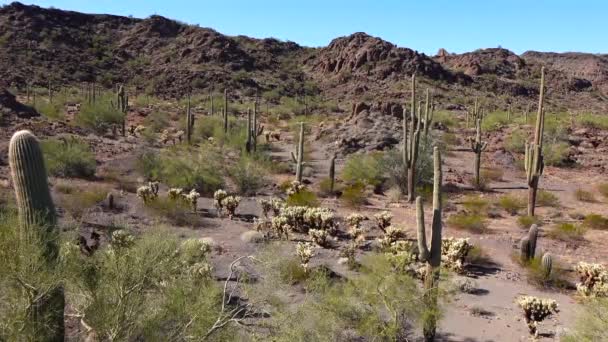 Paisaje Típico Del Desierto Con Cactus Monumento Nacional Organ Pipe — Vídeos de Stock