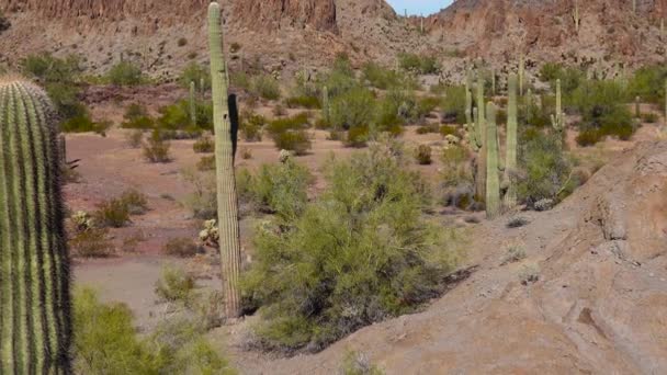 Három óriás Saguaros (Carnegiea gigantea) a Hewitt kanyonban Phoenix közelében. Organ Pipe Cactus National Monument, Arizona, Amerikai Egyesült Államok