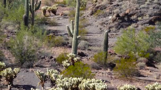 Drie Giant Saguaros Carnegiea Gigantea Bij Hewitt Canyon Bij Phoenix — Stockvideo