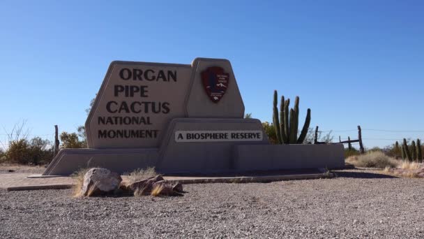 Arizona Eua Novembro 2019 Syng Organ Pipe Cactus National Uma — Vídeo de Stock