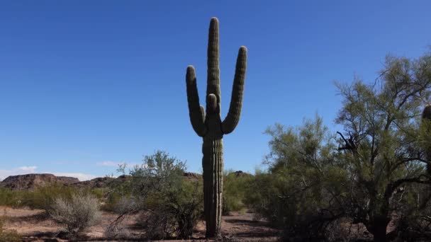 Trois Saguaros Géants Carnegiea Gigantea Canyon Hewitt Près Phoenix Organ — Video