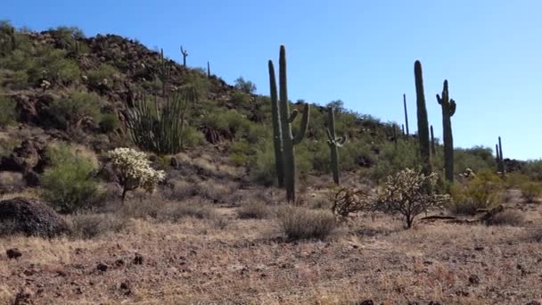 Drei Riesen Saguaros Carnegiea Gigantea Hewitt Canyon Bei Phoenix Orgelpfeife — Stockvideo