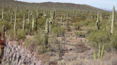 Organ Boru Kaktüsü Ulusal Anıtı, Organ Boruları, Saguaro ve Ocotillo bitkileri ile tipik çöl manzarası. Arizona