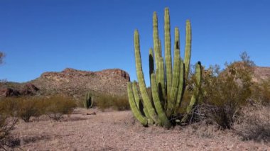 Çöl, Organ Pipes Kaktüsü (Stenocereus thurberi). Organ Borusu Kaktüsü Ulusal Anıtı, Arizona, ABD